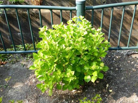 用水路沿いの花壇に植えられたアジサイ 用水路沿いの花壇に植えられたアジサイの写真
