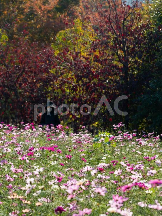 長居植物園の秋桜畑 コスモス,秋桜,コスモスの花の写真素材
