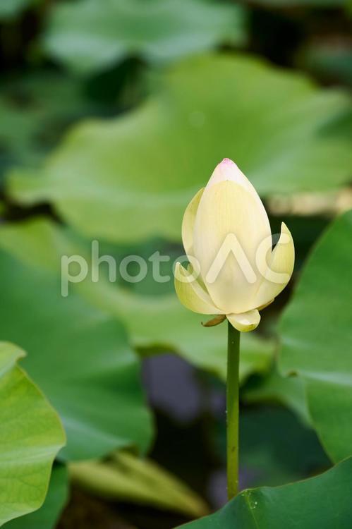 白い蕾の蓮（縦） 蓮,蓮華,黄色の写真素材