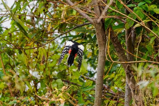 アカゲラ(21) 鳥,アカゲラ,キツツキの写真素材