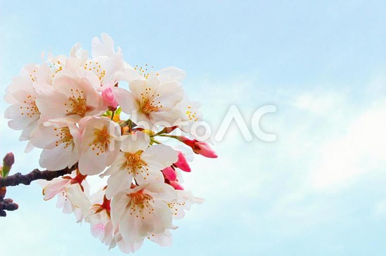 春の訪れ：美しい桜の花 春,空,風景の写真素材
