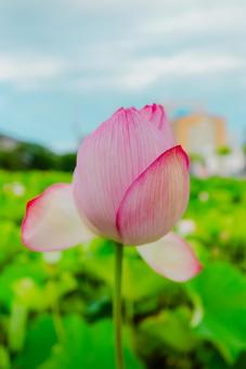 【秋田】千秋公園 蓮の花 2025 【秋田】千秋公園 蓮の花 2025の写真