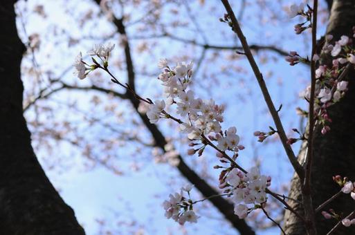 桜 桜の写真