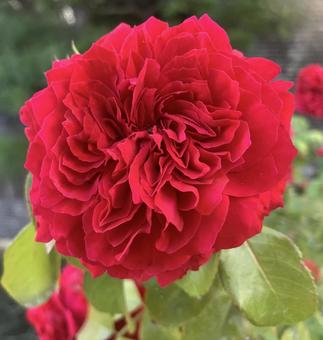 バラ　薔薇　花の写真