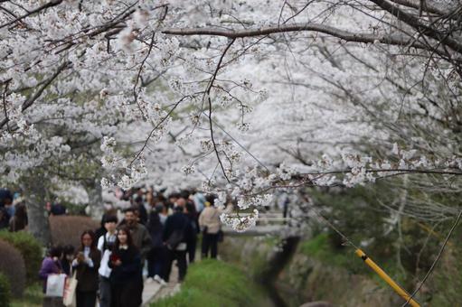 哲学の道 春,風景,外観の写真素材