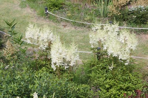 アスチルベ4 アスチルベ,春,初夏の写真素材