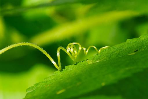 伸びる新緑の蔦 植物,緑色,葉の写真素材