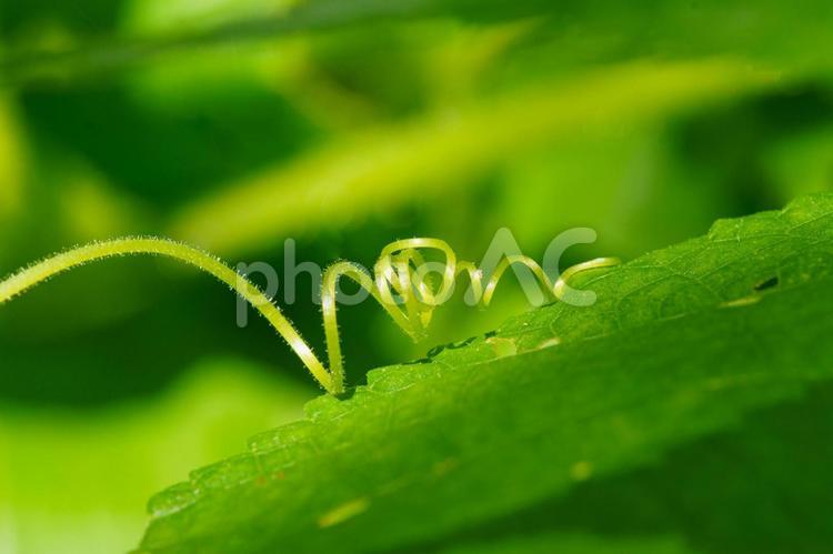 伸びる新緑の蔦 植物,緑色,葉の写真素材