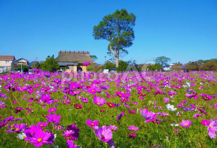 旧藤瀬家住宅（糸島市・平原歴史公園よこ） 旧藤瀬家住宅,平原歴史公園,平原遺跡の写真素材