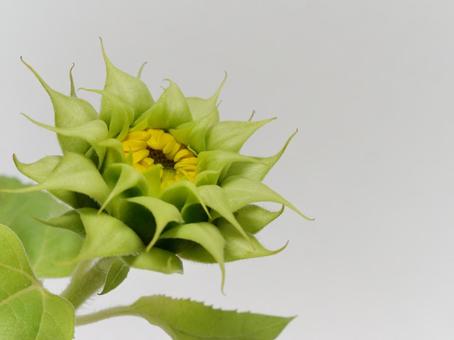 ひまわりの蕾 ひまわりの蕾の写真