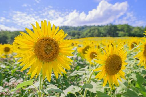 元気に咲くひまわり 夏の太陽のような存在 元気に咲くひまわり 夏の太陽のような存在の写真