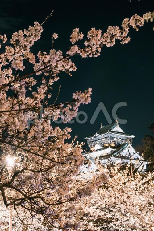 大阪城と桜のライトアップ 桜,大阪城,ライトアップの写真素材