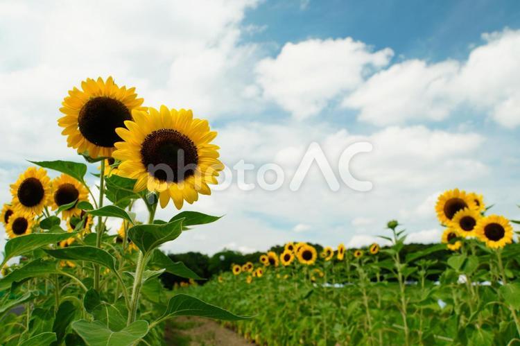 夏空とひまわり畑 夏空,ヒマワリ,ひまわりの写真素材