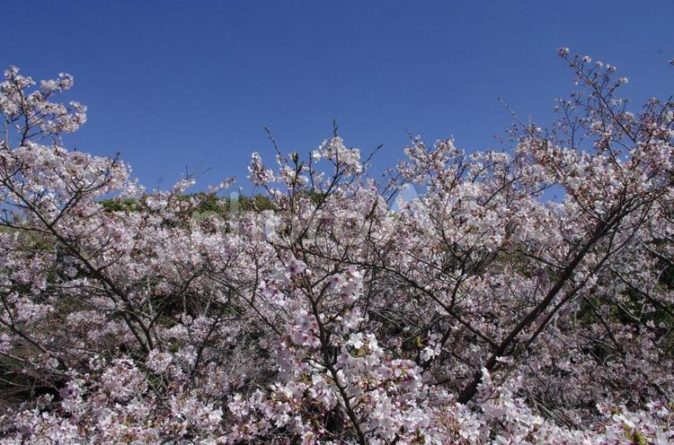 桜の花と青空 桜,枝,植物の写真素材