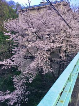 桜 桜,ソメイヨシノ,春の写真素材
