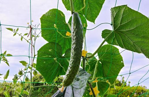 家庭菜園/キュウリ 家庭菜園/キュウリ キュウリ,野菜,夏の写真素材