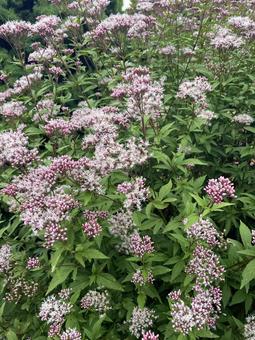 フジバカマ(藤袴) 秋の七草,秋,淡紅色の写真素材