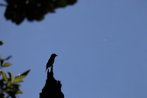 青空と黒いシルエットのコサメビキタキ 青空と黒いシルエットのコサメビキタキの写真