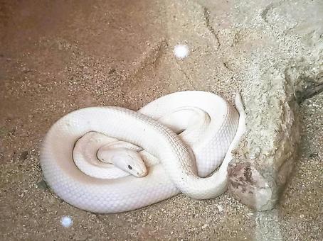 つぶらな瞳の白蛇 つぶらな瞳の白蛇の写真