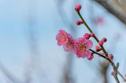 澄んだ青空に映える梅の花 澄んだ青空に映える梅の花の写真