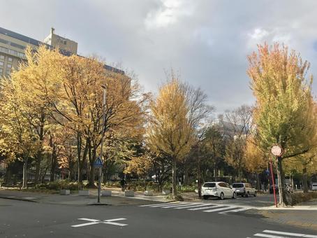 黄色く染まった銀杏並木 黄色く染まった銀杏並木 銀杏,紅葉,秋の写真素材
