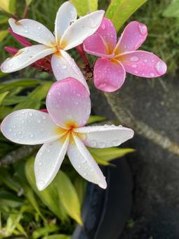 ハワイ、雨上がりのプルメリア ハワイ、雨上がりのプルメリア プルメリア,ハワイ,白い花の写真素材