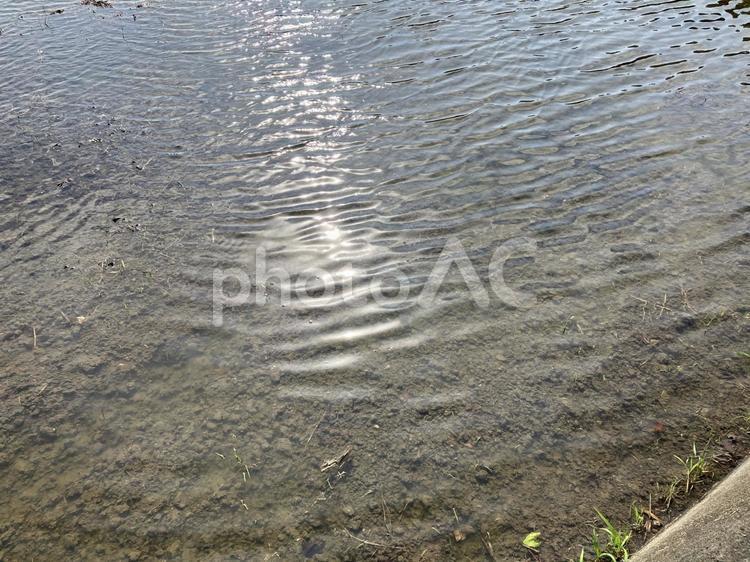 水面風の強い水田② 田んぼ,水張り,田植えの写真素材