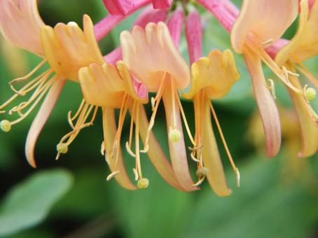 ハニーサックル マクロ ハニーサックル マクロの写真