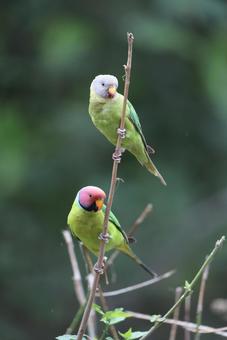 コセイインコ コセイインコの写真