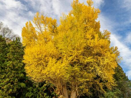 丸森の大銀杏⑿ イチョウ,黄葉,秋の写真素材