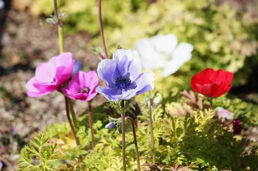 花壇の花 花壇の花の写真