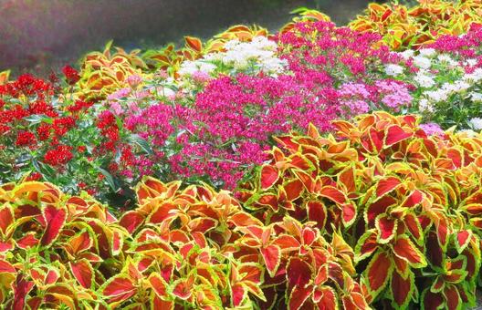 夏の華やかな模様花壇 夏の華やかな模様花壇の写真