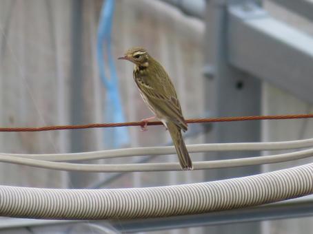 Photo, olive-backed pipit, kihibari, bird, 