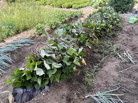 つる返しをしたサツマイモの畑 つる返しをしたサツマイモの畑 サツマイモ,つる返し,畑の写真素材