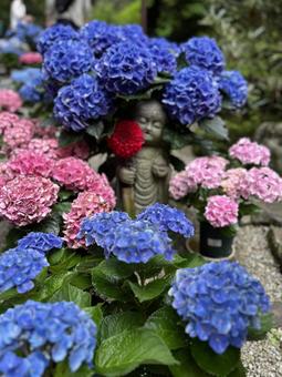 お地蔵さんと紫陽花 お地蔵さんと紫陽花の写真