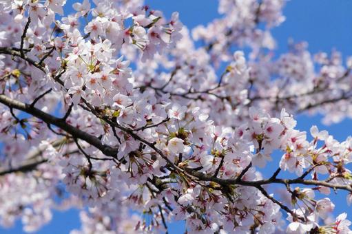 満開の桜 満開の桜 桜,美しさ,植物の写真素材