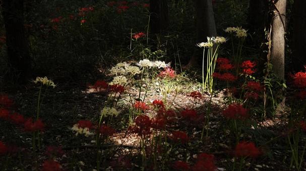 【花の写真】彼岸花 【花の写真】彼岸花の写真