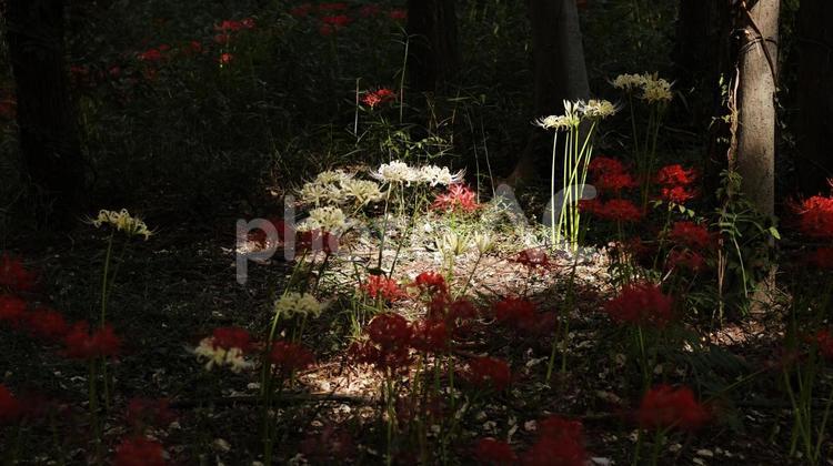 【花の写真】彼岸花 秋の風景,赤色,秋景色の写真素材