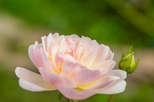 秋のバラ⒂の写真