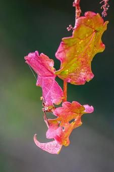 ツタの紅葉⑷の写真