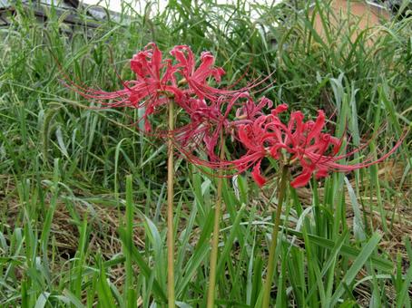 彼岸花 かわいい,花,秋の写真素材