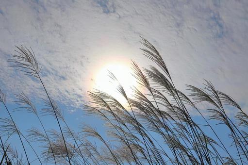 すすき　青空　白い雲　太陽 ススキ,空,青空の写真素材