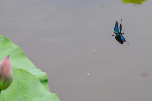 Butterfly dragonfly (23), JPG Butterfly dragonfly (23), JPG