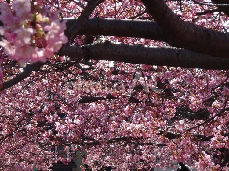 河津桜の公園-51 公園,河津桜,花びらの写真素材