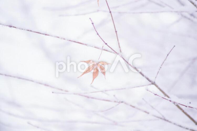 雪の中に一枚残った楓の葉です 葉,雪,吹雪の写真素材