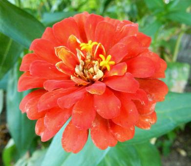 【花の写真】 ヒャクニチソウ（百日草） 百日草,ヒャクニチソウ,キク科の写真素材