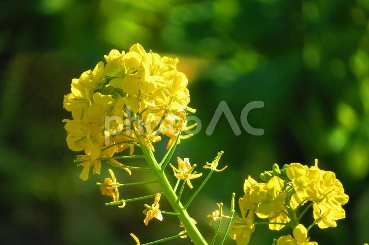 １月上旬の菜の花畑 背景,菜の花畑,菜の花の写真素材