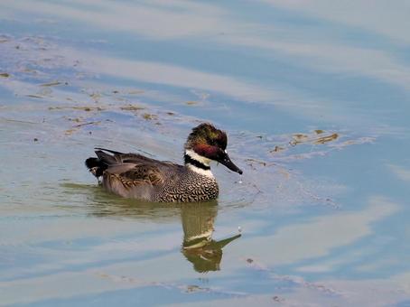 ヨシガモ ヨシガモ,鳥,野鳥の写真素材