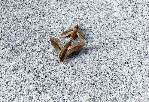 セスジスズメの交尾 セスジスズメの交尾 蛾,昆虫,生き物の写真素材