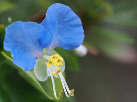 ツユクサ 露草,ツユクサ,青い花の写真素材